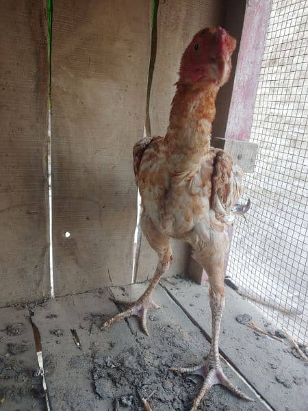 Aseel Baby chickens  age 5 month for sale Rs. 12000 2