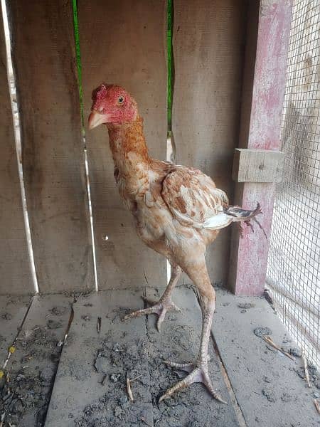 Aseel Baby chickens  age 5 month for sale Rs. 12000 3