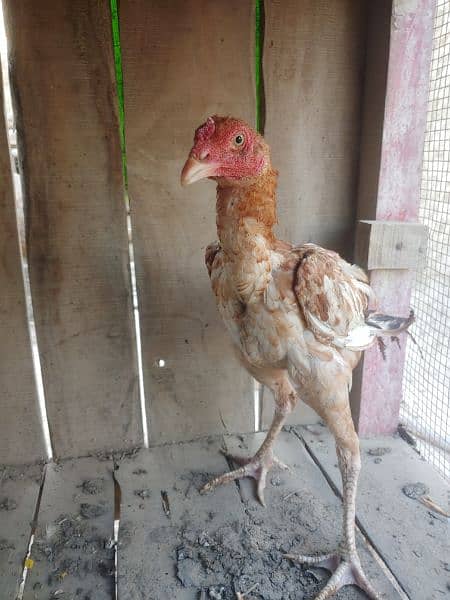 Aseel Baby chickens  age 5 month for sale Rs. 12000 4