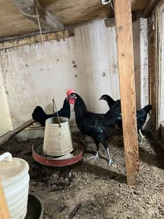 Australorp fresh breed near to lay