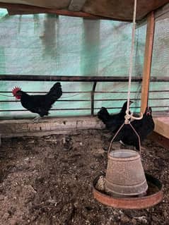 Australorp