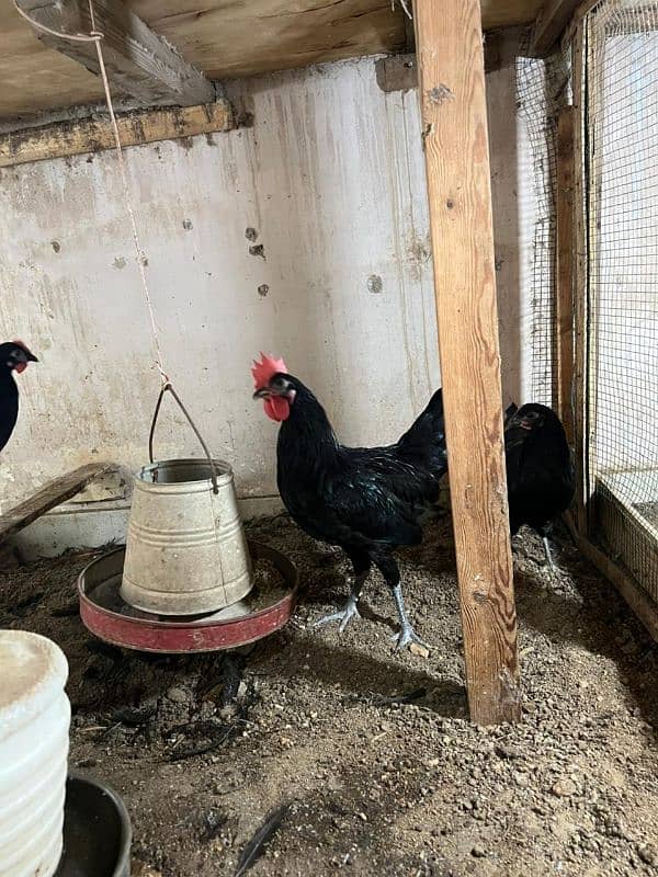 Australorp fresh breed near to lay 3