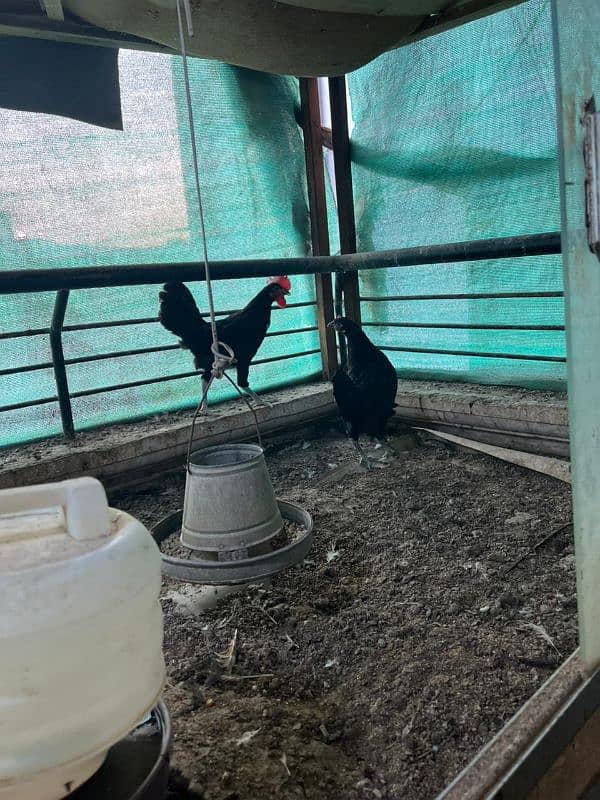 Australorp fresh breed near to lay 4