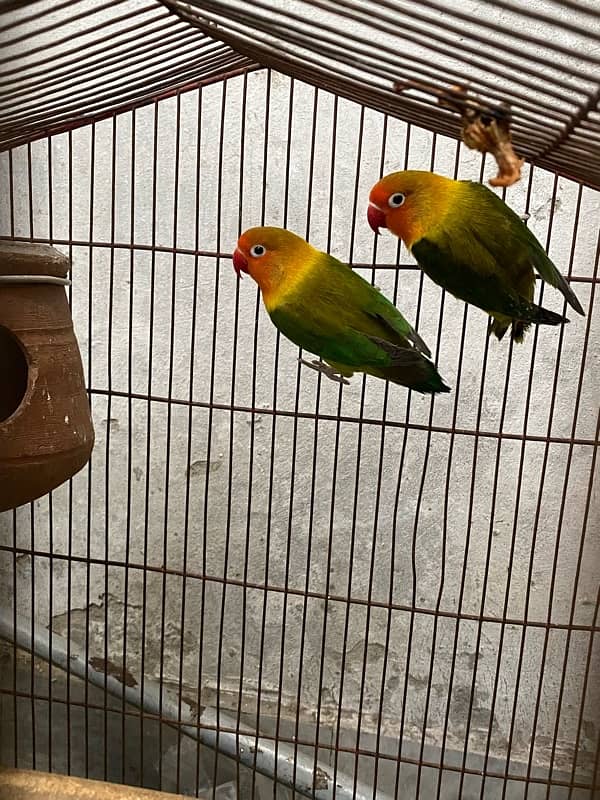 love birds 1