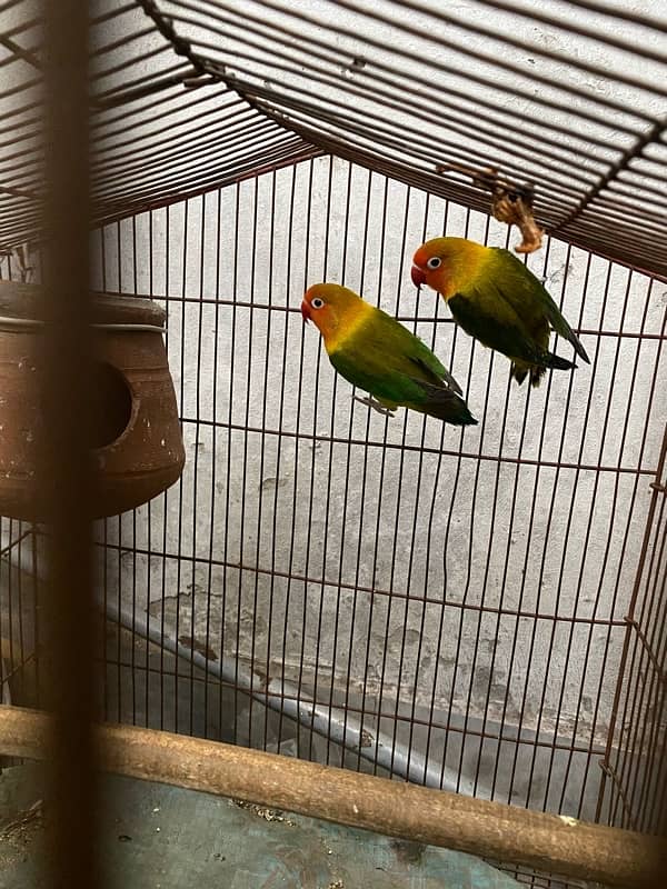 love birds 2