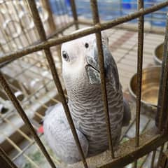 African gray (10 months)