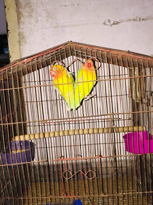 love birds 3