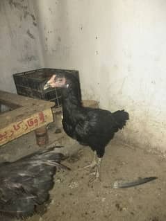 Aseel female for sale