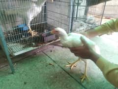 pure white herra patha for sale argent