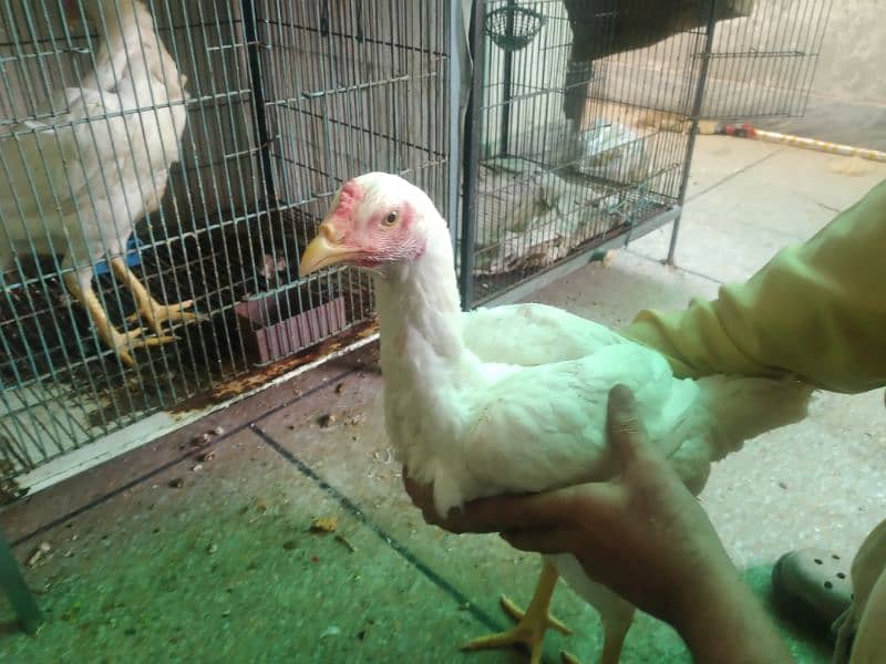 pure white herra patha for sale argent 1