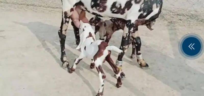 desi gulabi bakri 2 bacho wali whtsp 0347,,7188,,683 1