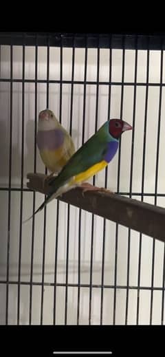 gouldian pair for sale/ rosicoli 0