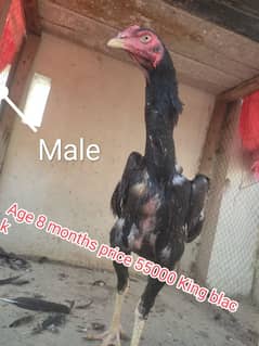 King Shamo Chicks and breeder Available vvip Quality mai