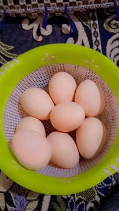 pour ganoi Madagascar aseel murge ka eggs ha 0