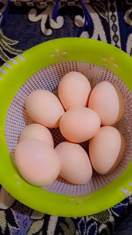 pour ganoi Madagascar aseel murge ka eggs ha 1