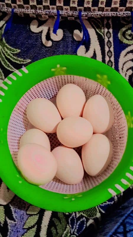 pour ganoi Madagascar aseel murge ka eggs ha 2