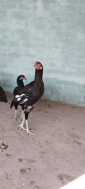 breeder checks in Pakistan 0