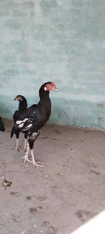 breeder checks in Pakistan 1