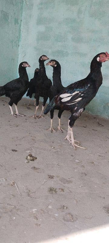 breeder checks in Pakistan 2