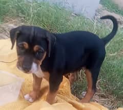 Active and beautiful Rottweiler puppy 0