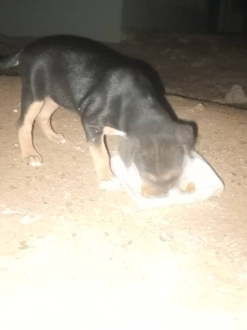 Active and beautiful Rottweiler puppy 2