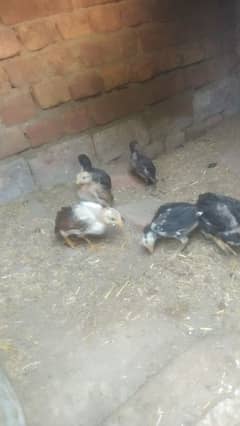 6 pure aseel chicks for sale 0