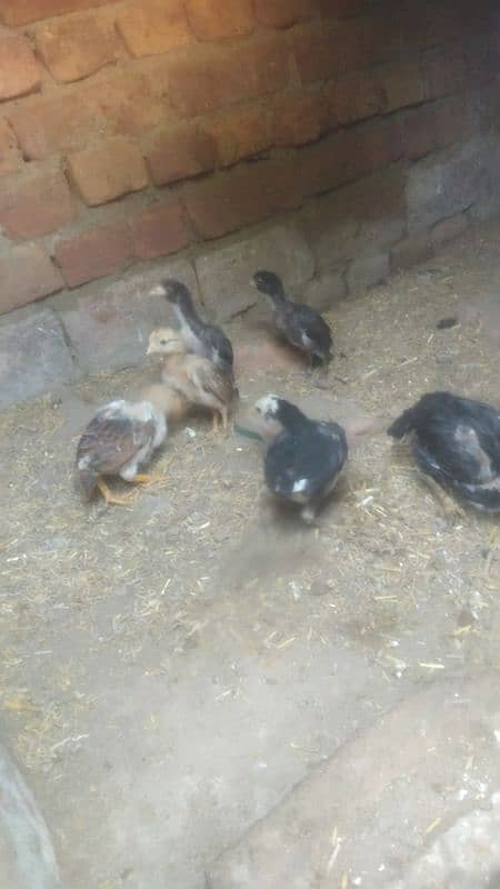 6 pure aseel chicks for sale 1