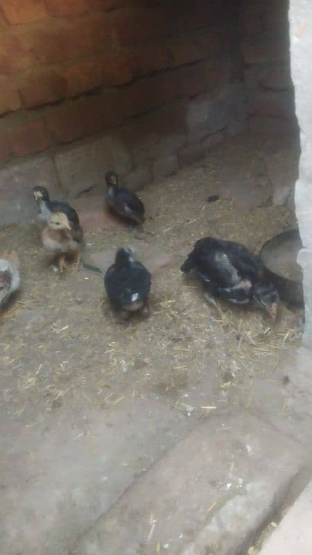 6 pure aseel chicks for sale 2