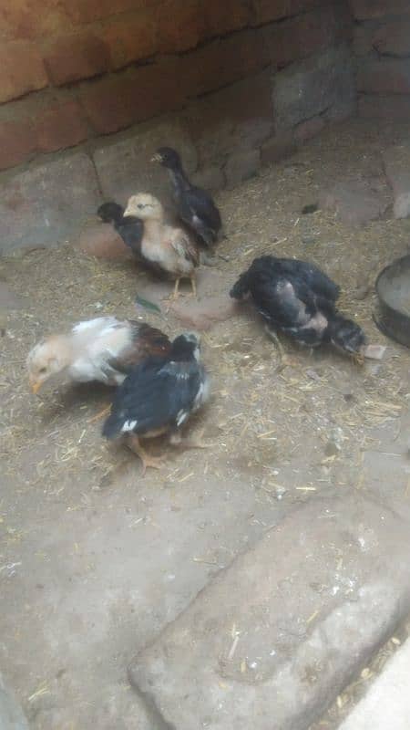 6 pure aseel chicks for sale 3