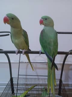 Raw parrot |5 month age| green parrot pair for sale in gujrat |parrots