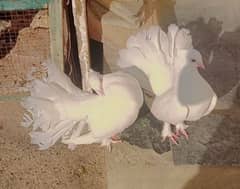 pigeons Sahiwal for sale