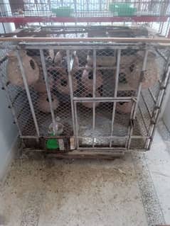 1 master cage & 2 folding cage north Nazimabad