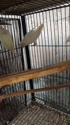 creemino or albino breeder pair for sell 2 pair han