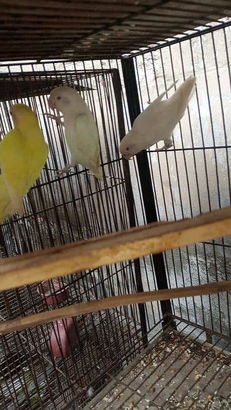 creemino or albino breeder pair for sell 2 pair han 1