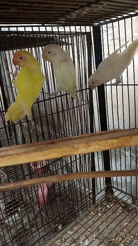 creemino or albino breeder pair for sell 2 pair han 2