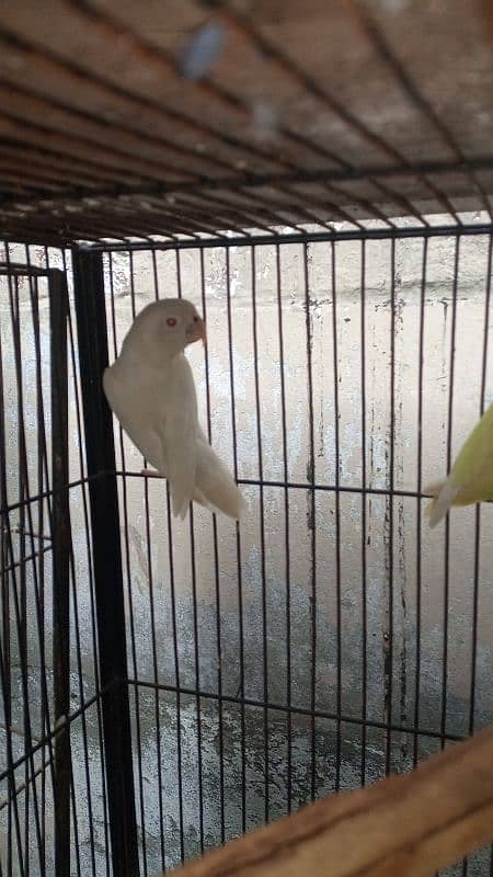 creemino or albino breeder pair for sell 2 pair han 3