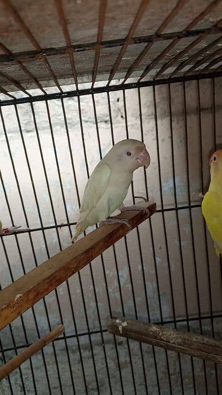 creemino or albino breeder pair for sell 2 pair han 9