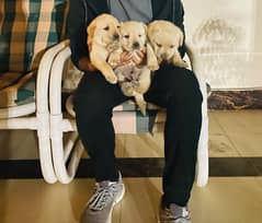 British Labrador  Male Dog Puppy