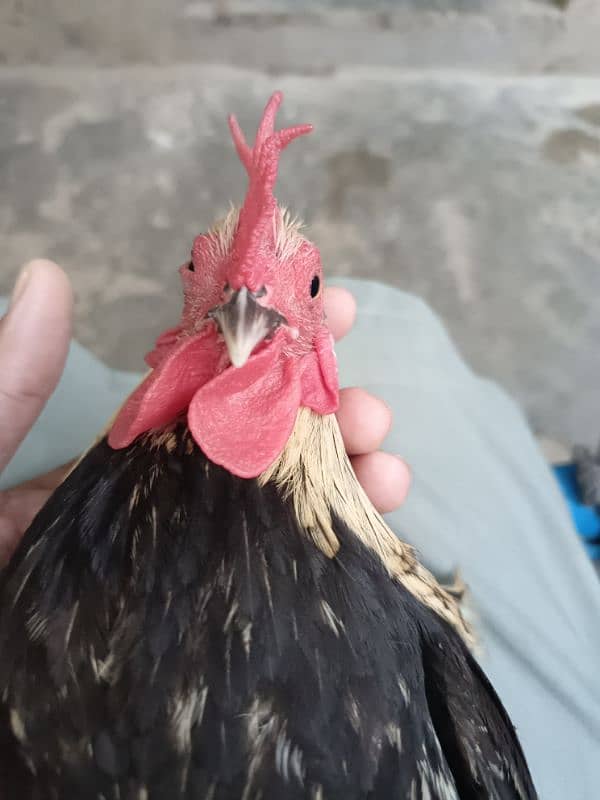 sale for Fansi pair hen and cook 0