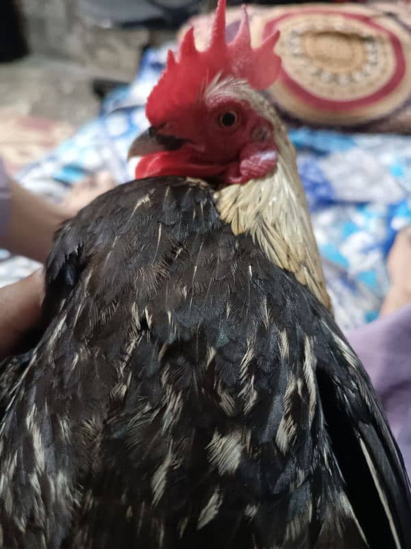 sale for Fansi pair hen and cook 1