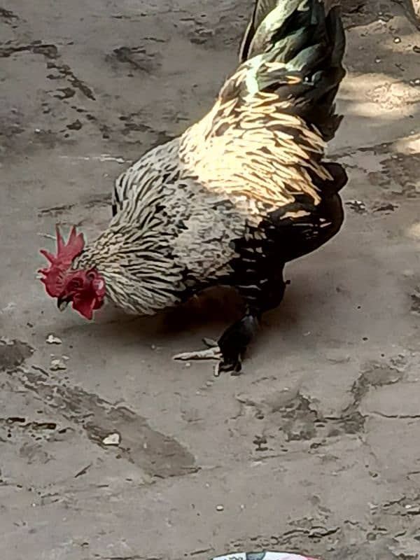 sale for Fansi pair hen and cook 2