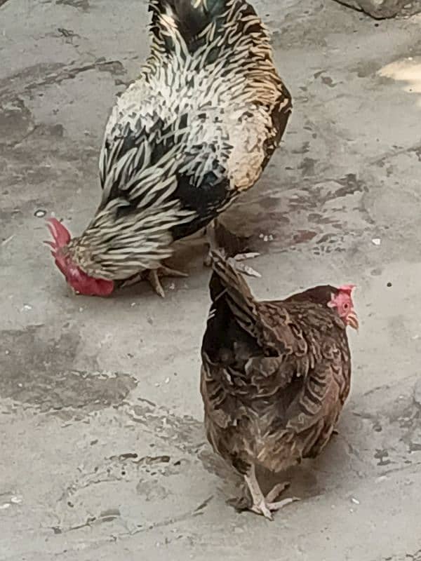 sale for Fansi pair hen and cook 4