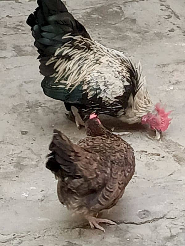 sale for Fansi pair hen and cook 5