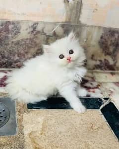 Persian cat for sale 2 month age 0347-6101548 whatsapp number