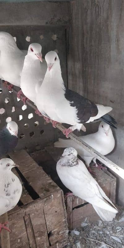 "Majestic Ferozpuri Fantail Pigeon - Rare Beauty & Perfect Plumage!" 0