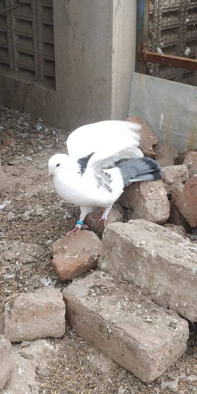 "Majestic Ferozpuri Fantail Pigeon - Rare Beauty & Perfect Plumage!" 1