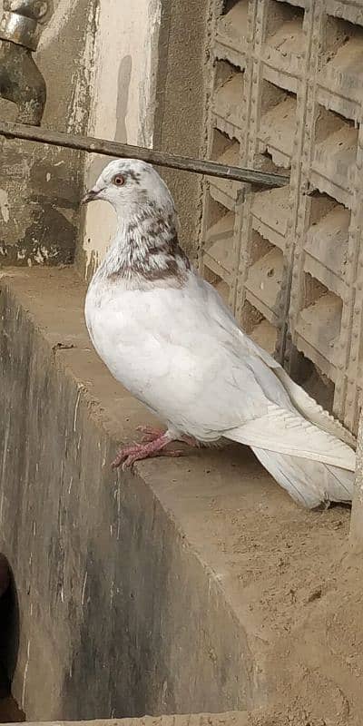 "Majestic Ferozpuri Fantail Pigeon - Rare Beauty & Perfect Plumage!" 2