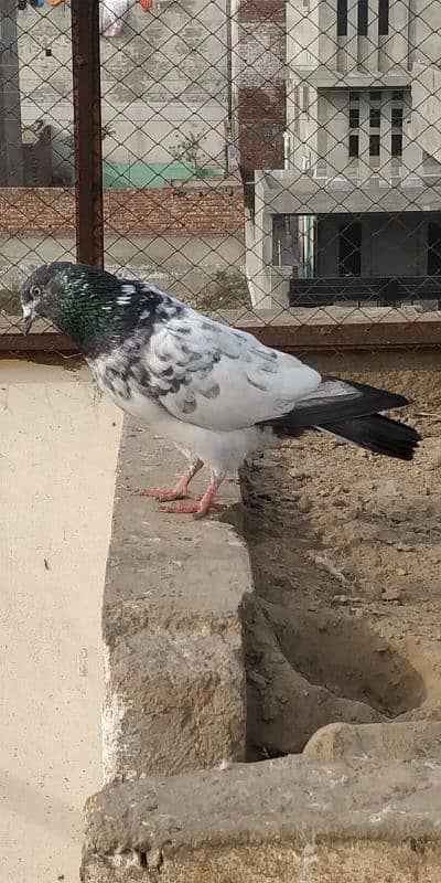 "Majestic Ferozpuri Fantail Pigeon - Rare Beauty & Perfect Plumage!" 3