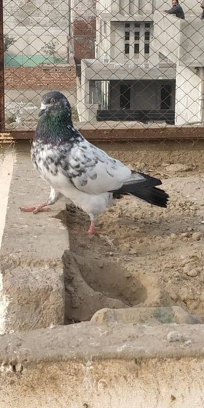 "Majestic Ferozpuri Fantail Pigeon - Rare Beauty & Perfect Plumage!" 4