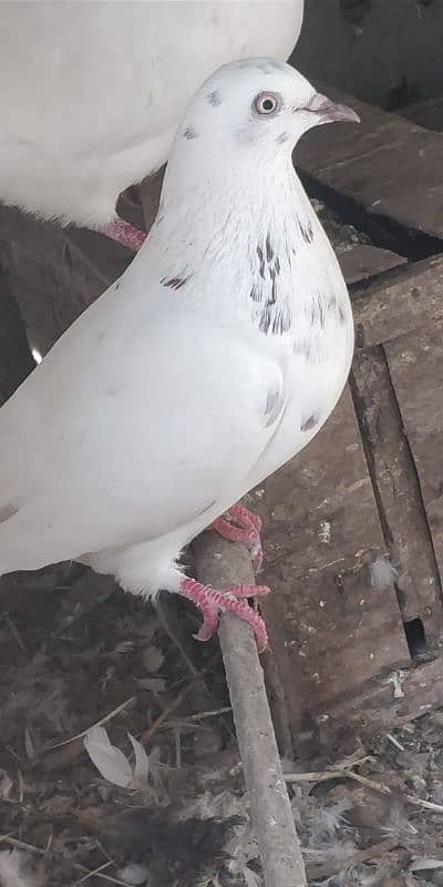 "Majestic Ferozpuri Fantail Pigeon - Rare Beauty & Perfect Plumage!" 5